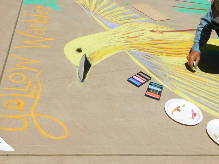 Chalk Art Warbler
