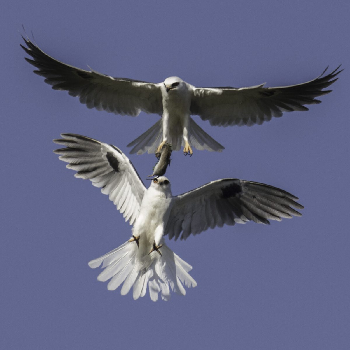 Adult White-tailed Kites exchange Vole on way to feed young, Marina, Berkeley