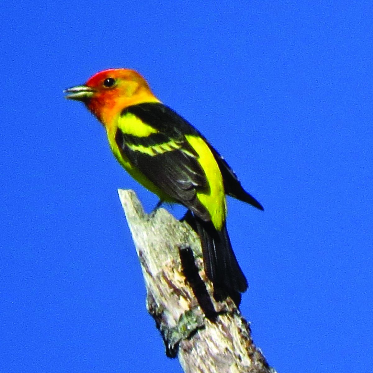 Western Tanager at Vollmer Peak by Denise Wight