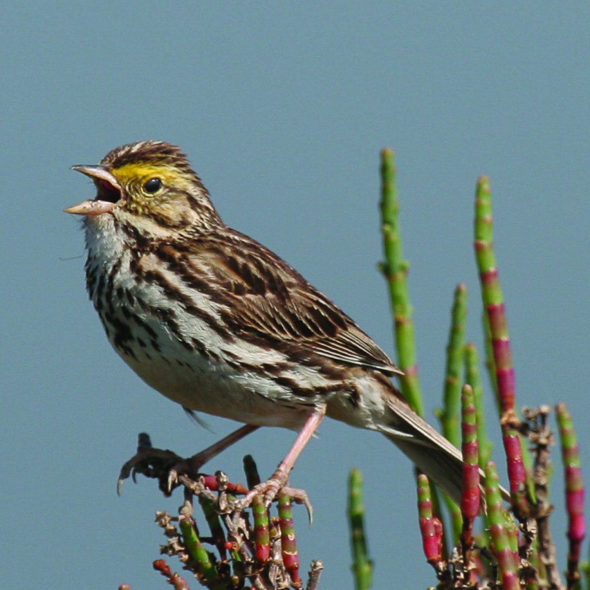 Savannah Sparrow-lewis